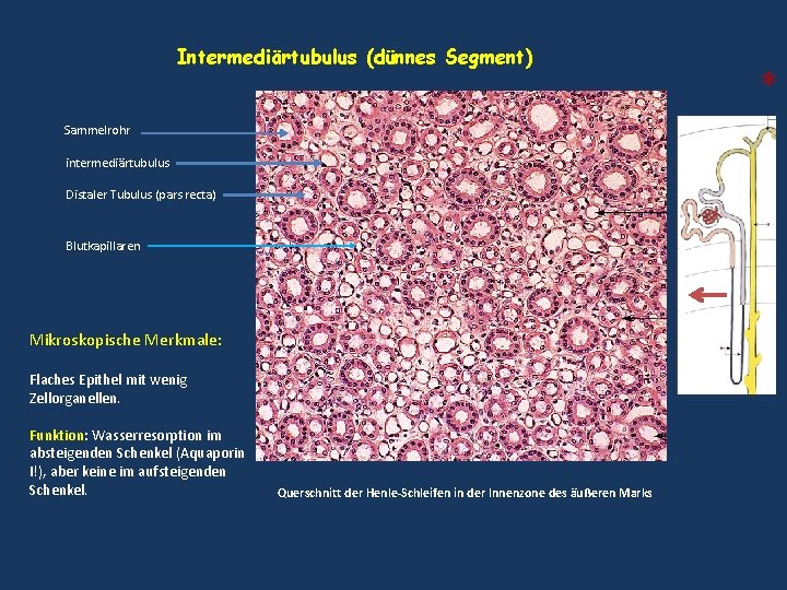 Intermediärtubulus (dünnes Segment) Sammelrohr intermediärtubulus Distaler Tubulus (pars recta) Blutkapillaren Mikroskopische Merkmale: Flaches Epithel Intermediärtubulus (dünnes Segment) Sammelrohr intermediärtubulus Distaler Tubulus (pars recta) Blutkapillaren Mikroskopische Merkmale: Flaches Epithel