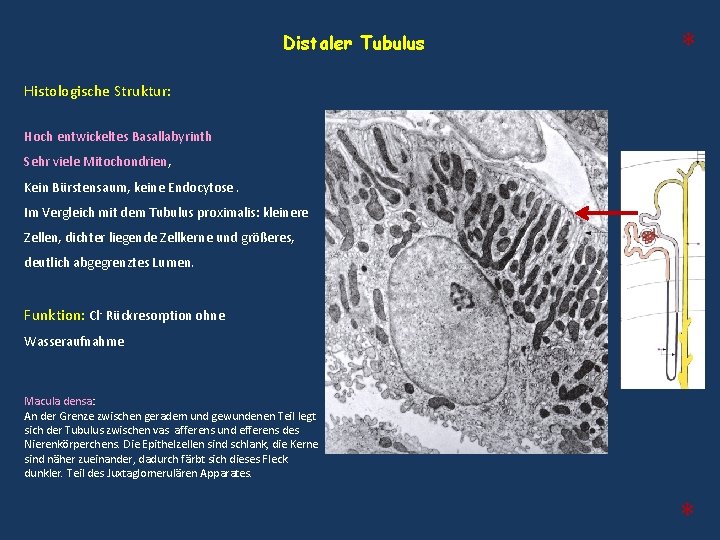 Distaler Tubulus * Histologische Struktur: Hoch entwickeltes Basallabyrinth Sehr viele Mitochondrien, Kein Bürstensaum, keine Distaler Tubulus * Histologische Struktur: Hoch entwickeltes Basallabyrinth Sehr viele Mitochondrien, Kein Bürstensaum, keine