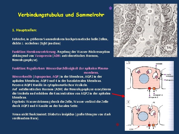 Verbindungstubulus und Sammelrohr * 1. Hauptzellen: Kubische, in größeren Sammelrohren hochprismatische helle Zellen, dichte Verbindungstubulus und Sammelrohr * 1. Hauptzellen: Kubische, in größeren Sammelrohren hochprismatische helle Zellen, dichte