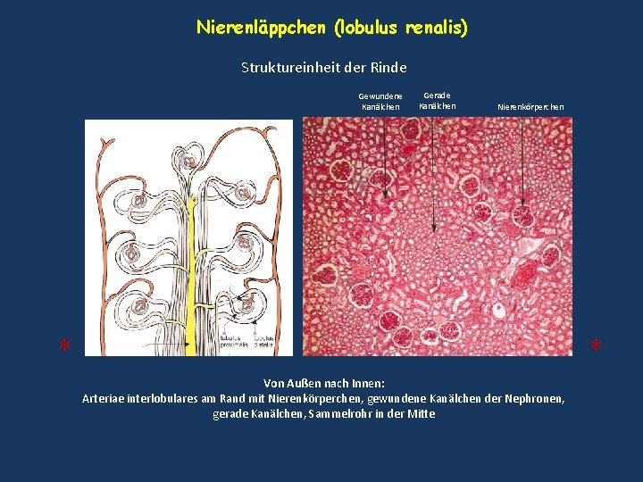 Nierenläppchen (lobulus renalis) Struktureinheit der Rinde Gewundene Kanälchen Gerade Kanälchen Nierenkörperchen * * Von Nierenläppchen (lobulus renalis) Struktureinheit der Rinde Gewundene Kanälchen Gerade Kanälchen Nierenkörperchen * * Von