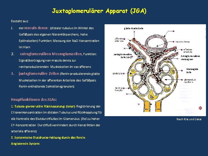 Juxtaglomerulärer Apparat (JGA) Besteht aus: 1. der macula densa: (distaler tubulus im Winkel des Juxtaglomerulärer Apparat (JGA) Besteht aus: 1. der macula densa: (distaler tubulus im Winkel des