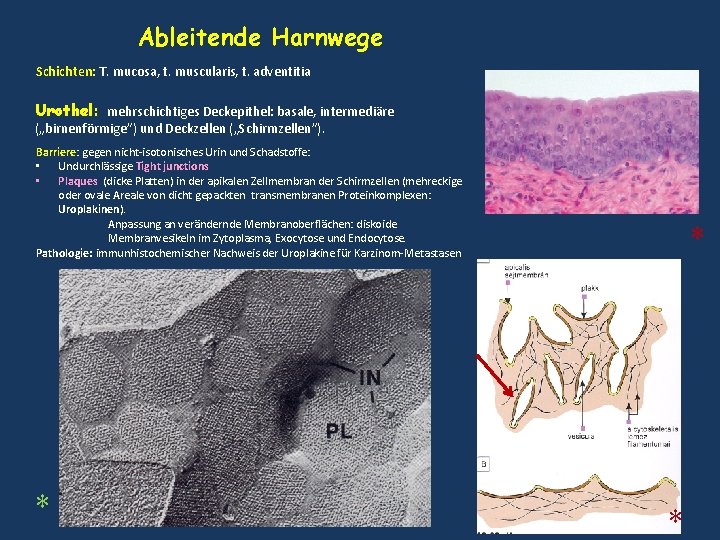 Ableitende Harnwege Schichten: T. mucosa, t. muscularis, t. adventitia Urothel: mehrschichtiges Deckepithel: basale, intermediäre Ableitende Harnwege Schichten: T. mucosa, t. muscularis, t. adventitia Urothel: mehrschichtiges Deckepithel: basale, intermediäre
