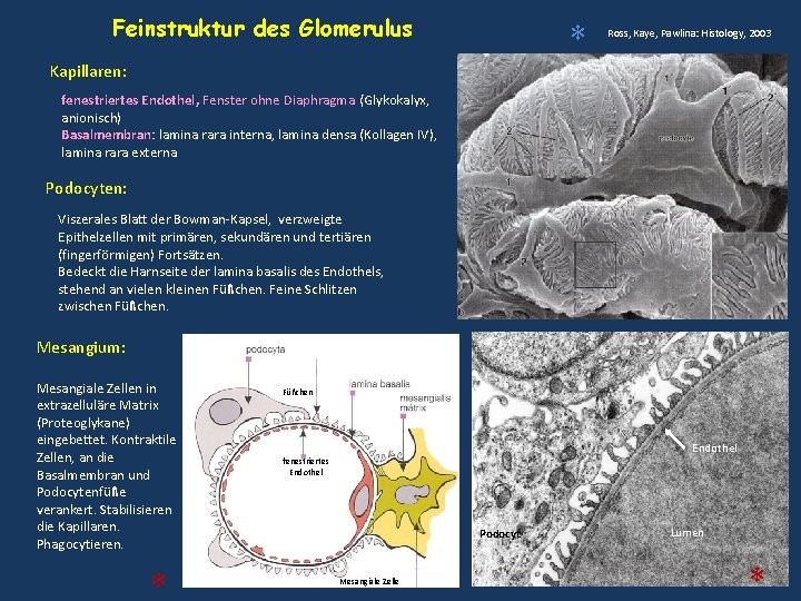 Feinstruktur des Glomerulus * Ross, Kaye, Pawlina: Histology, 2003 Kapillaren: fenestriertes Endothel, Fenster ohne Feinstruktur des Glomerulus * Ross, Kaye, Pawlina: Histology, 2003 Kapillaren: fenestriertes Endothel, Fenster ohne