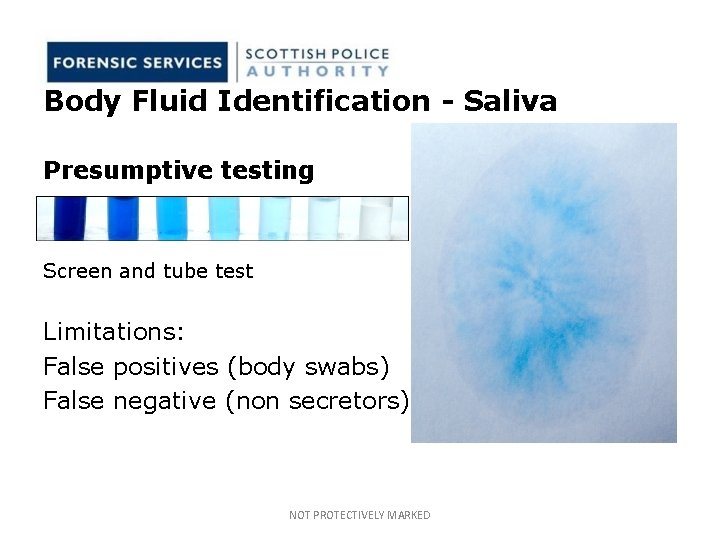 Body Fluid Identification - Saliva Presumptive testing Screen and tube test Limitations: False positives Body Fluid Identification - Saliva Presumptive testing Screen and tube test Limitations: False positives