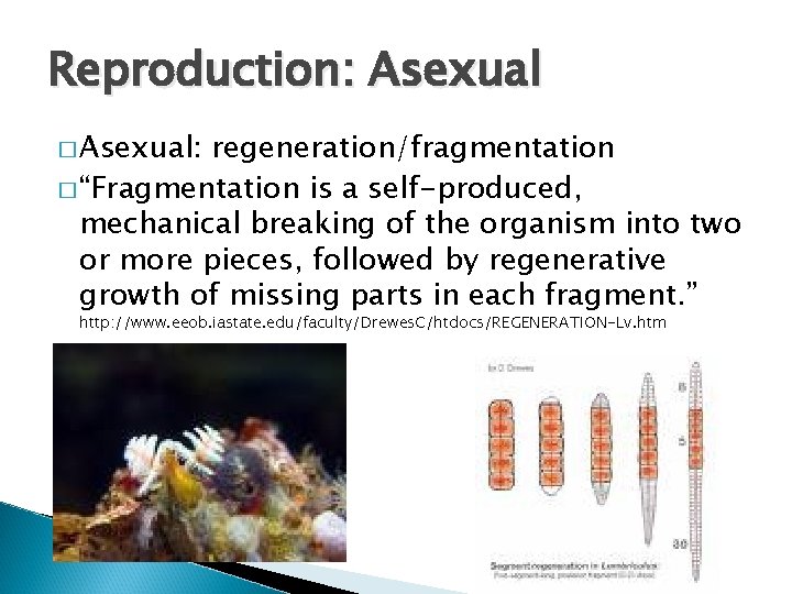 Reproduction: Asexual � Asexual: regeneration/fragmentation � “Fragmentation is a self-produced, mechanical breaking of the