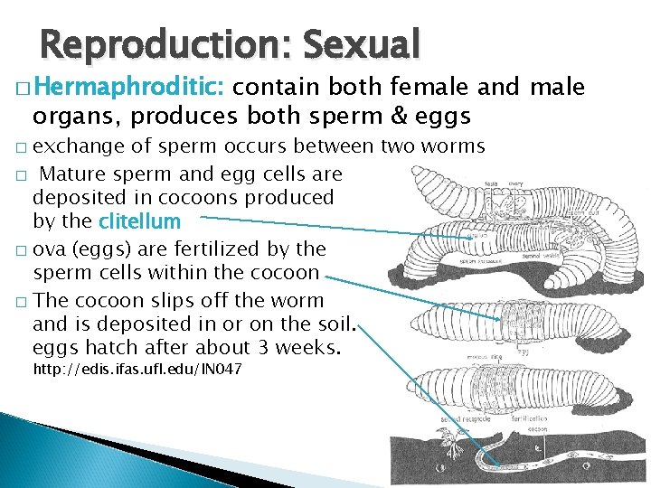 Reproduction: Sexual � Hermaphroditic: contain both female and male organs, produces both sperm &