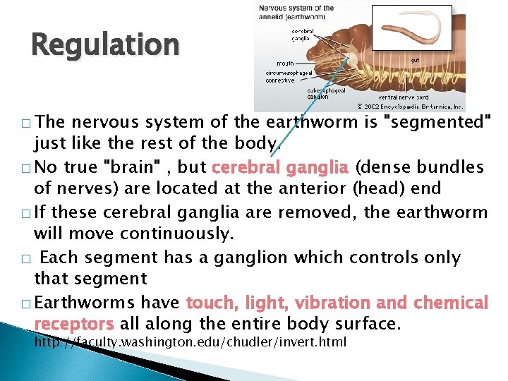 Regulation � The nervous system of the earthworm is "segmented" just like the rest