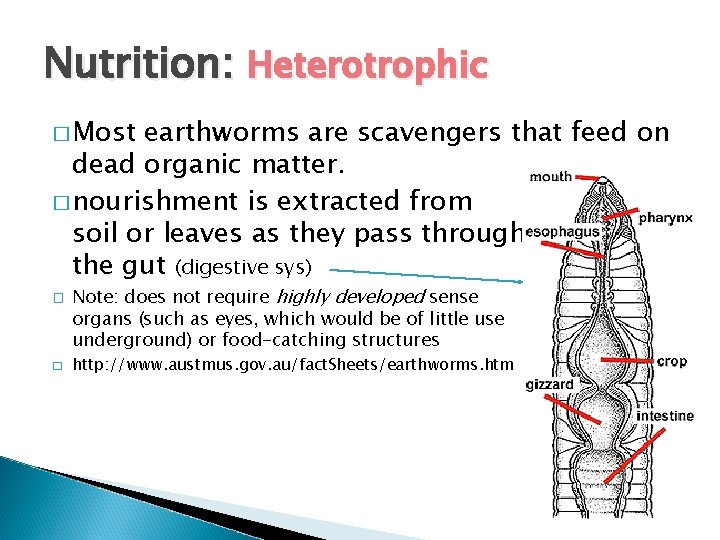 Nutrition: Heterotrophic � Most earthworms are scavengers that feed on dead organic matter. �
