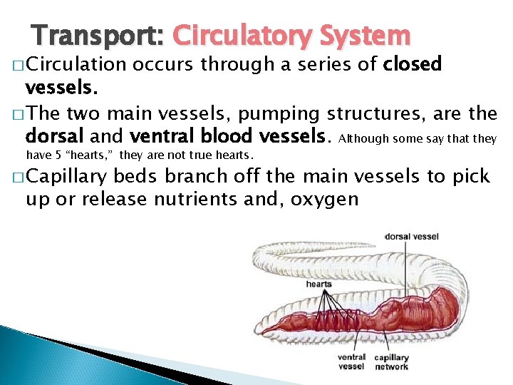 Transport: Circulatory System � Circulation occurs through a series of closed vessels. � The