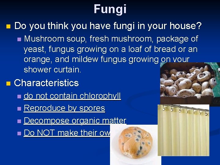 Fungi n Do you think you have fungi in your house? n n Mushroom
