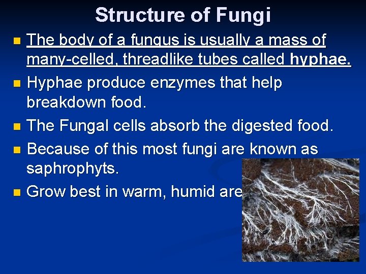 Structure of Fungi The body of a fungus is usually a mass of many-celled,