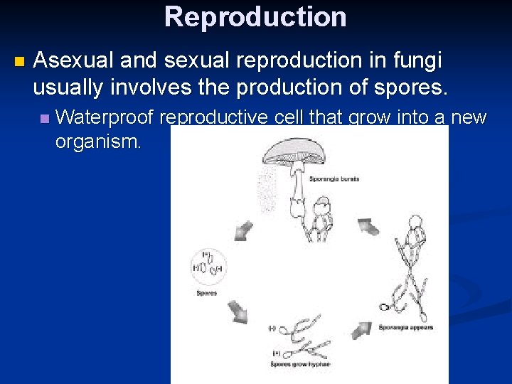 Reproduction n Asexual and sexual reproduction in fungi usually involves the production of spores.