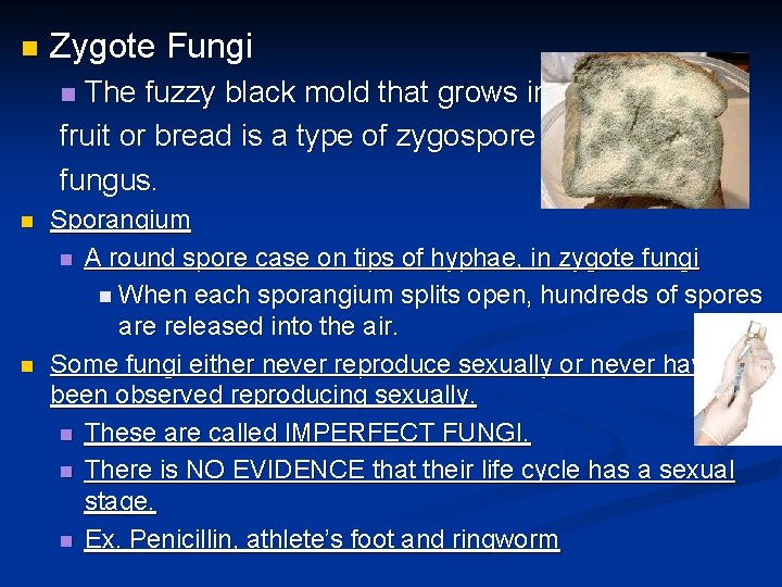 n Zygote Fungi The fuzzy black mold that grows in fruit or bread is