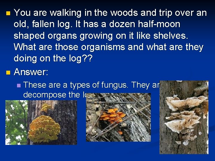 You are walking in the woods and trip over an old, fallen log. It