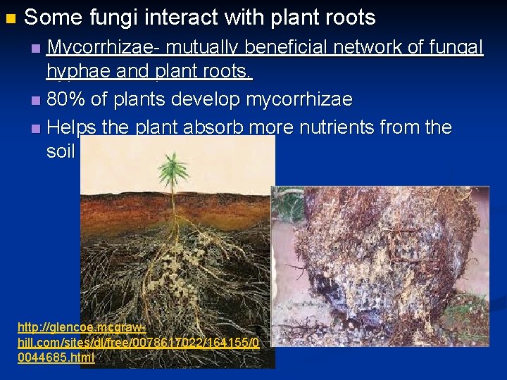 n Some fungi interact with plant roots Mycorrhizae- mutually beneficial network of fungal hyphae