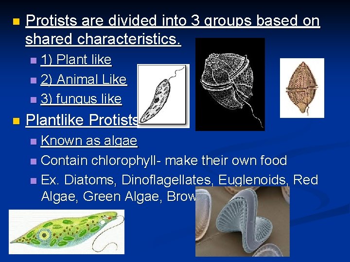 n Protists are divided into 3 groups based on shared characteristics. 1) Plant like