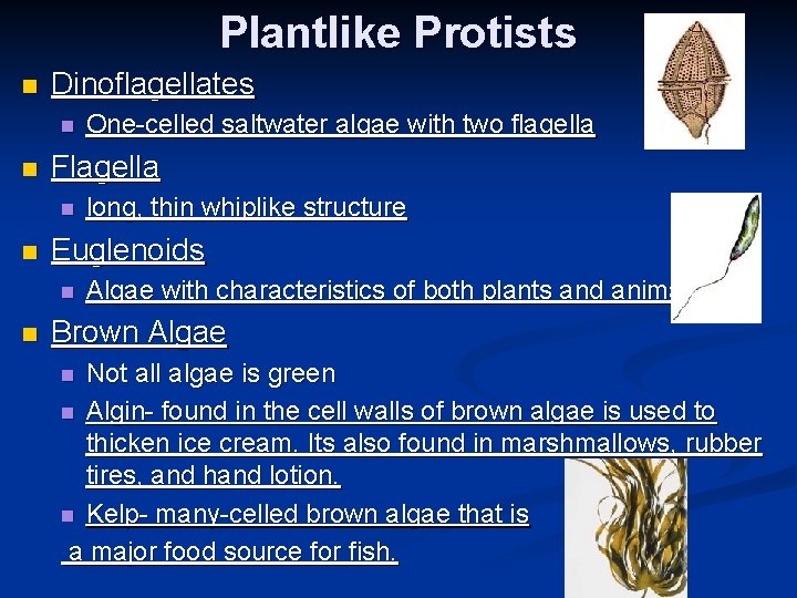 Plantlike Protists n Dinoflagellates n n Flagella n n long, thin whiplike structure Euglenoids