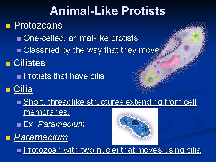 Animal-Like Protists n Protozoans One-celled, animal-like protists n Classified by the way that they