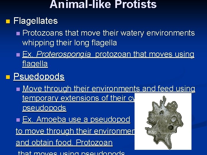 Animal-like Protists n Flagellates Protozoans that move their watery environments whipping their long flagella