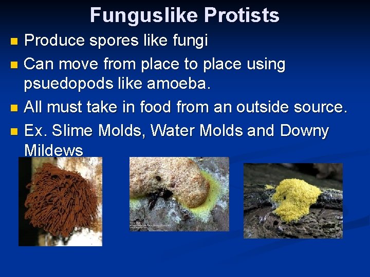 Funguslike Protists Produce spores like fungi n Can move from place to place using