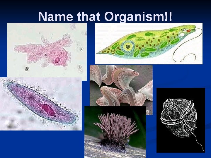 Name that Organism!! 