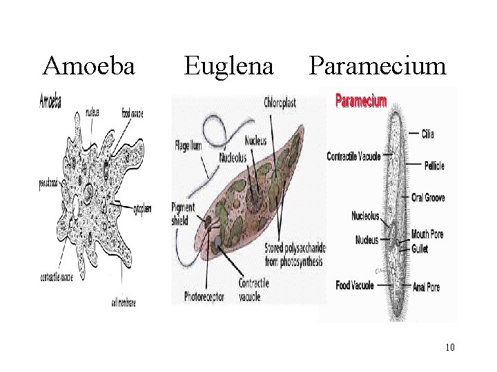 Amoeba Euglena Paramecium 10 