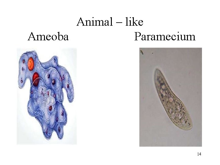 Animal – like Ameoba Paramecium 14 