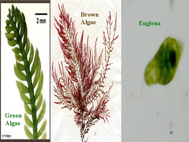 Brown Algae Euglena Green Algae 20 