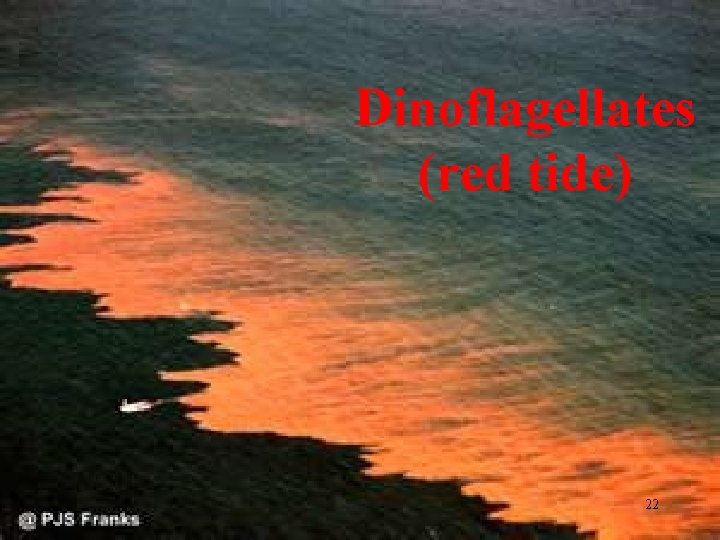 Dinoflagellates (red tide) 22 