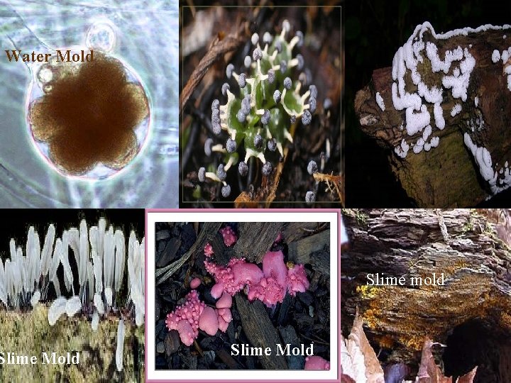 Water Mold Slime mold Slime Mold 25 