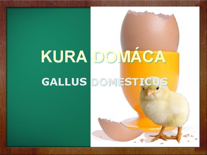 KURA DOMÁCA GALLUS DOMESTICUS KURA DOMÁCA GALLUS DOMESTICUS