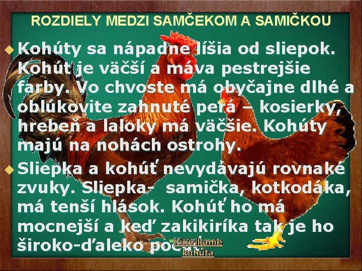 ROZDIELY MEDZI SAMČEKOM A SAMIČKOU u Kohúty sa nápadne líšia od sliepok. Kohút je ROZDIELY MEDZI SAMČEKOM A SAMIČKOU u Kohúty sa nápadne líšia od sliepok. Kohút je