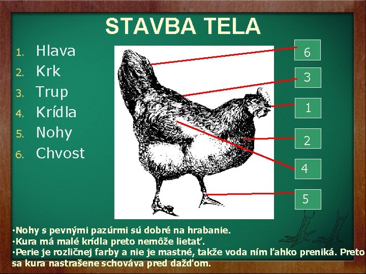 STAVBA TELA 1. 2. 3. 4. 5. 6. Hlava Krk Trup Krídla Nohy Chvost STAVBA TELA 1. 2. 3. 4. 5. 6. Hlava Krk Trup Krídla Nohy Chvost