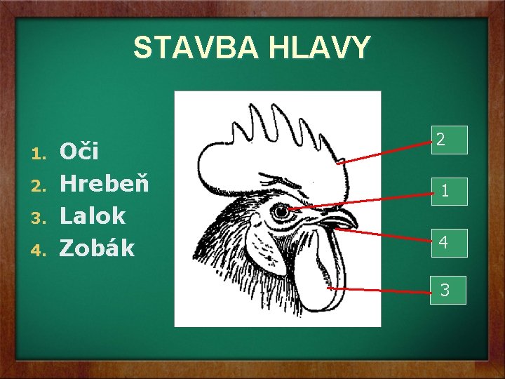 STAVBA HLAVY 1. 2. 3. 4. Oči Hrebeň Lalok Zobák 2 1 4 3 STAVBA HLAVY 1. 2. 3. 4. Oči Hrebeň Lalok Zobák 2 1 4 3