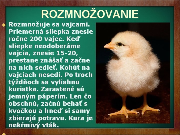 ROZMNOŽOVANIE u Rozmnožuje sa vajcami. Priemerná sliepka znesie ročne 200 vajec. Keď sliepke neodoberáme ROZMNOŽOVANIE u Rozmnožuje sa vajcami. Priemerná sliepka znesie ročne 200 vajec. Keď sliepke neodoberáme