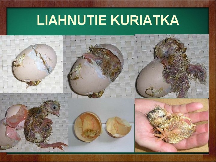 LIAHNUTIE KURIATKA LIAHNUTIE KURIATKA