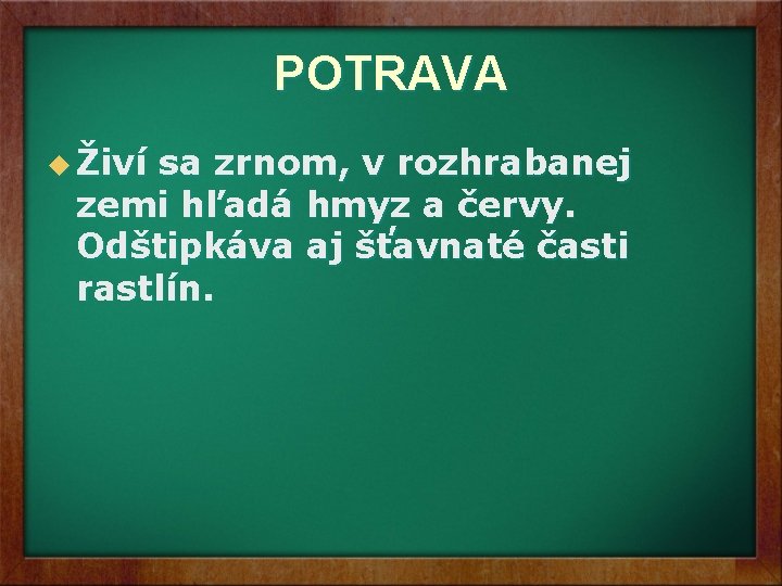 POTRAVA u Živí sa zrnom, v rozhrabanej zemi hľadá hmyz a červy. Odštipkáva aj POTRAVA u Živí sa zrnom, v rozhrabanej zemi hľadá hmyz a červy. Odštipkáva aj