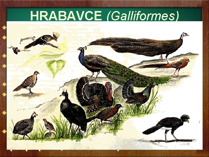 HRABAVCE (Galliformes) u u u u Vyznačujú sa bohatým operením bez páperia Samce majú HRABAVCE (Galliformes) u u u u Vyznačujú sa bohatým operením bez páperia Samce majú