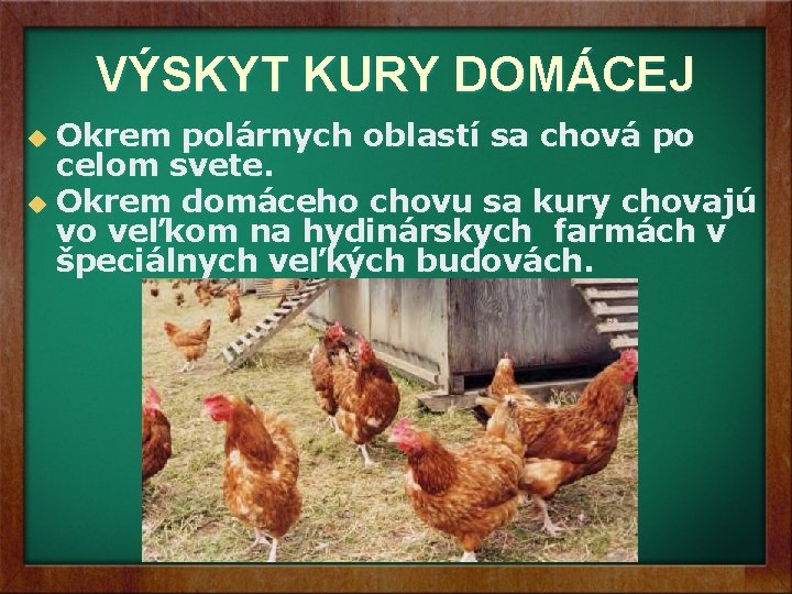 VÝSKYT KURY DOMÁCEJ Okrem polárnych oblastí sa chová po celom svete. u Okrem domáceho VÝSKYT KURY DOMÁCEJ Okrem polárnych oblastí sa chová po celom svete. u Okrem domáceho