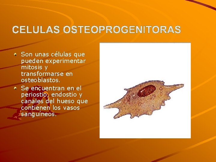 Son unas células que pueden experimentar mitosis y transformarse en osteoblastos. Se encuentran en