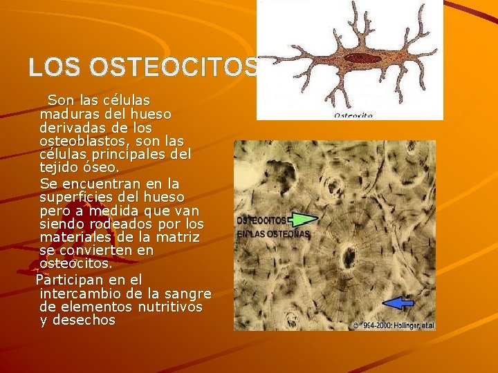 Son las células maduras del hueso derivadas de los osteoblastos, son las células principales