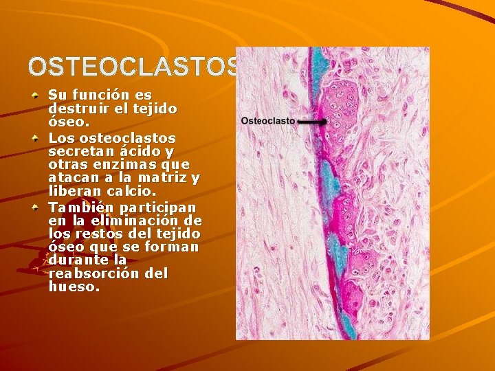 Su función es destruir el tejido óseo. Los osteoclastos secretan ácido y otras enzimas