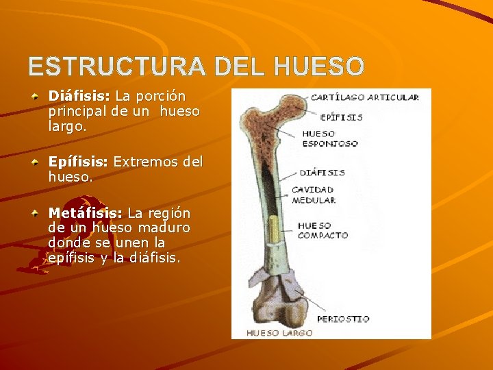 Diáfisis: La porción principal de un hueso largo. Epífisis: Extremos del hueso. Metáfisis: La