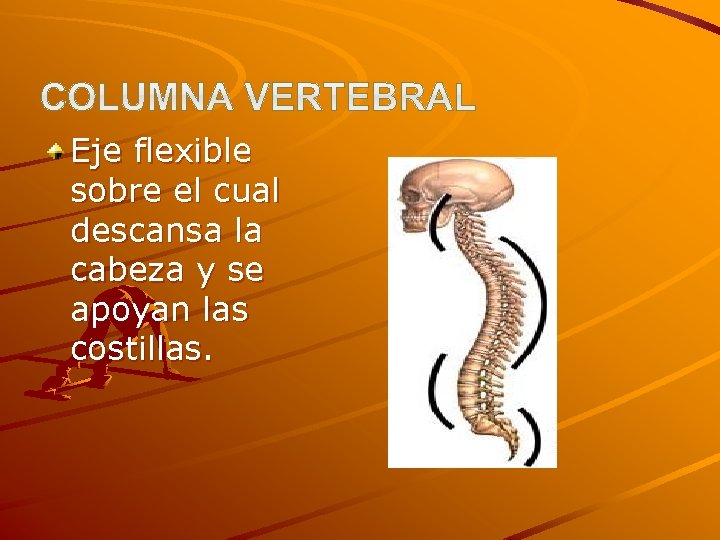 Eje flexible sobre el cual descansa la cabeza y se apoyan las costillas. 