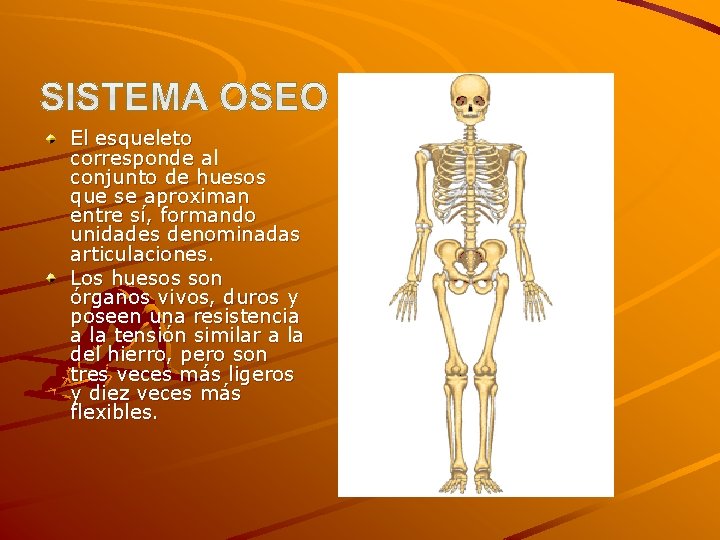 El esqueleto corresponde al conjunto de huesos que se aproximan entre sí, formando unidades