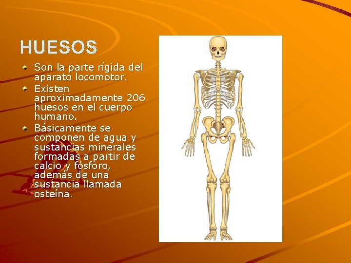 Son la parte rígida del aparato locomotor. Existen aproximadamente 206 huesos en el cuerpo