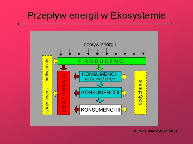 Przepływ energii w Ekosystemie Autor: Lankosz-Mróz Maria 