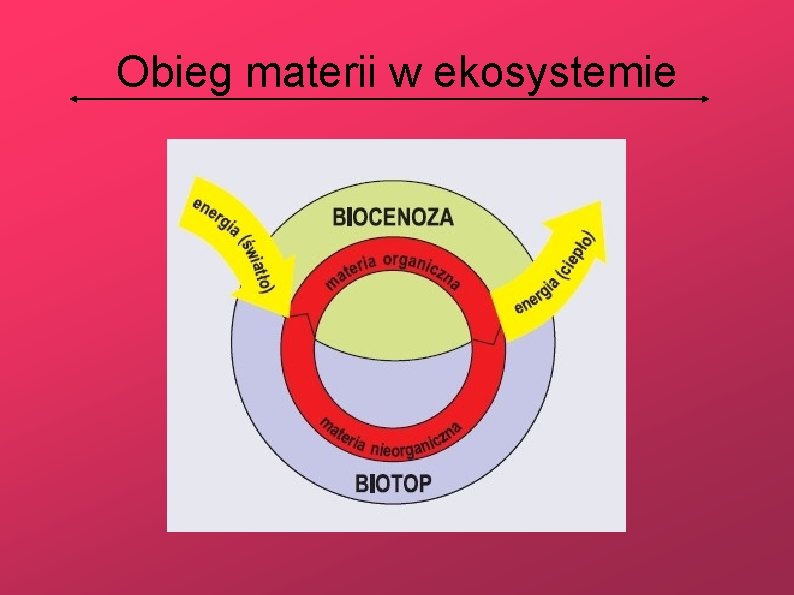 Obieg materii w ekosystemie 