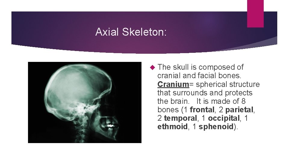 Axial Skeleton: The skull is composed of cranial and facial bones. Cranium= spherical structure