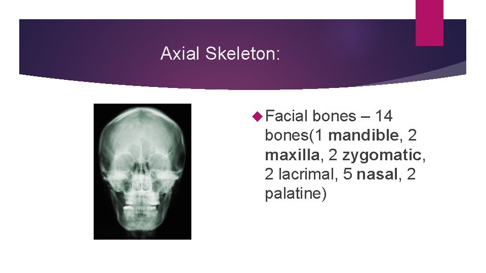 Axial Skeleton: Facial bones – 14 bones(1 mandible, 2 maxilla, 2 zygomatic, 2 lacrimal,